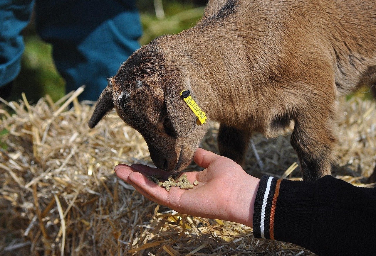 Ferme pédagogique Pietersheim