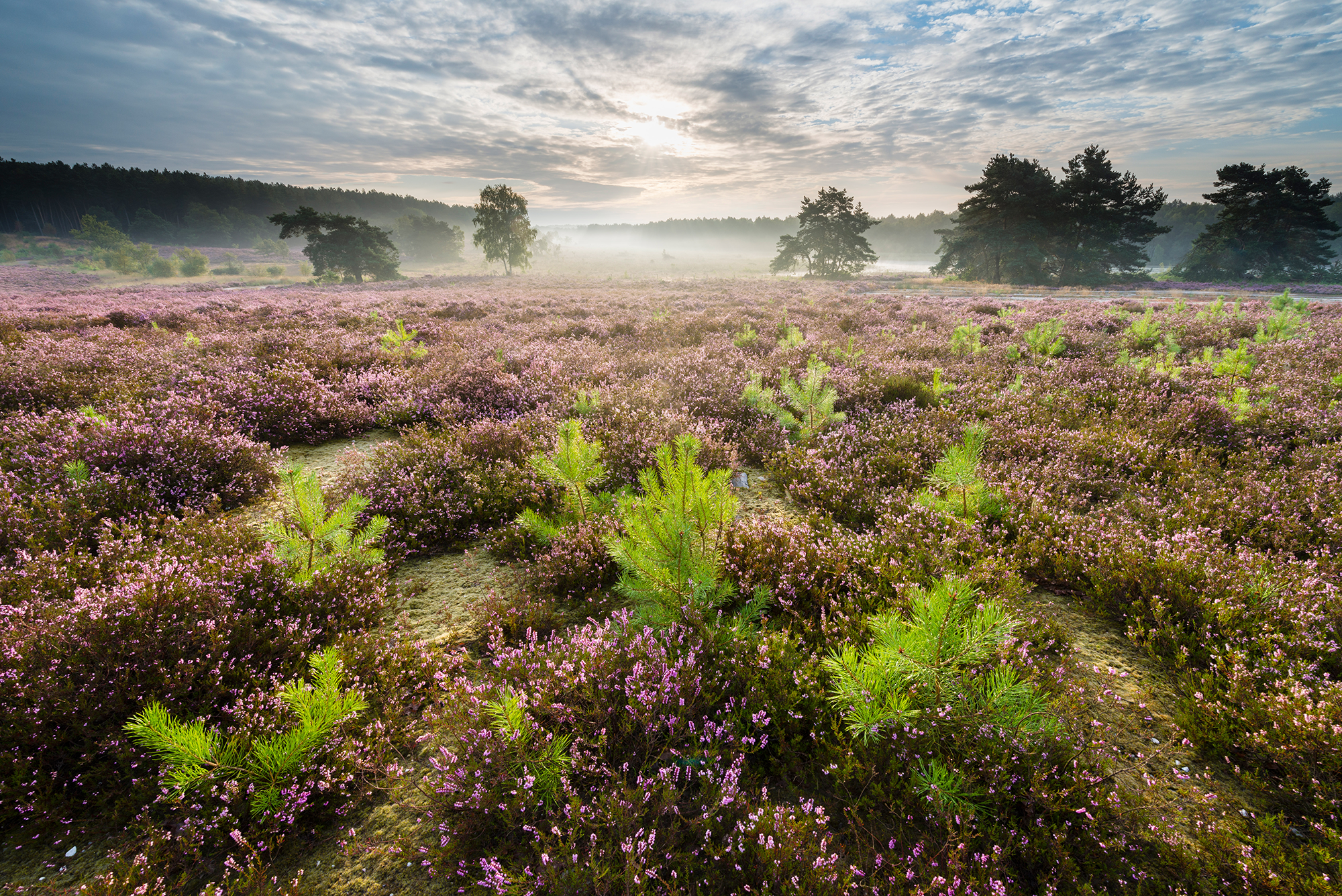 Parc national de la Haute Campine